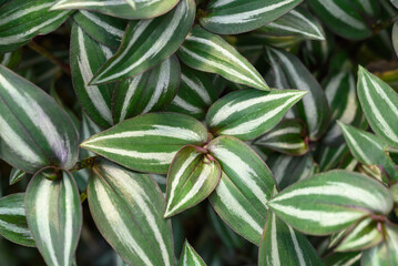Inchplant or Wandering Jew plant, Nature leaves background in ornamental garden