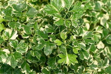 Bicolor polyscias plant growing in garden, Green leaves nature background
