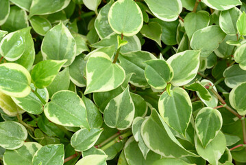 Bicolor peperomia plant, Green leaves background in ornamental garden