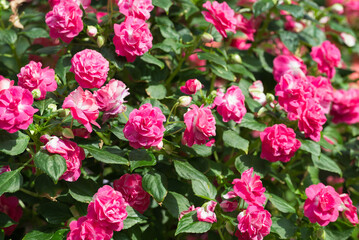 Pink double flowered impatiens plant in ornamental garden, Flowers background