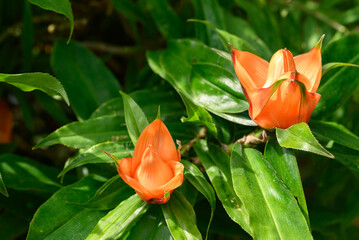 Freycinetia multiflora or Climbing Pandanus, Orange flower blossom