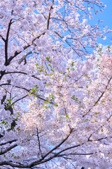 満開の桜の花を見上げる