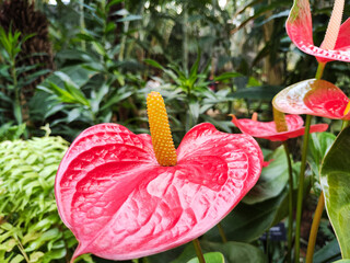 Anthurium flower (Latin Anthurium) in the botanical garden of Seoul. It is genus of evergreen plants of Araceae family. Latin name is derived from ancient Greek words meaning "flower" and "tail".