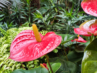 Anthurium flower (Latin Anthurium) in the botanical garden of Seoul. It is genus of evergreen plants of Araceae family. Latin name is derived from ancient Greek words meaning "flower" and "tail".