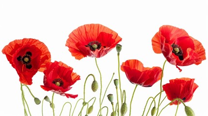Fototapeta premium Red Poppies: Use poppies as the central focus, a universal symbol of remembrance