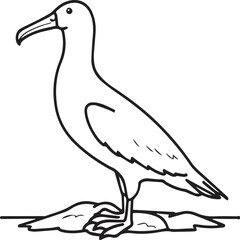 Obraz premium Albatross coloring pages. Albatross outline for coloring book