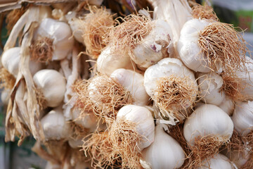 close up pf garlic on white background,