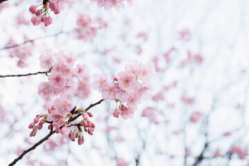 桜の花びらが咲き誇る季節