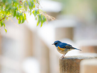 木陰の杭の上に留まっているルリビタキの雄