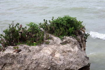 a group of cacti on the rocks on the beach.