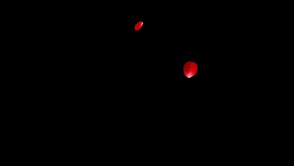 Red rose petals falling diagonally from above Alpha channel 4K video
