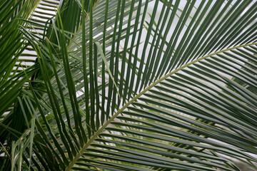 close up of coconut leaves, palm leaf isolated, full frame nature background.