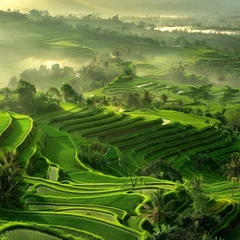 Misty morning over lush green terraced rice fields with gentle hills and soft sunlight, showcasing the beauty of agricultural landscapes.
