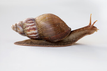 Land snail or Lissachatina fulica, belonging to the Achatinidae family isolated on white background with mollusk coming out of shell