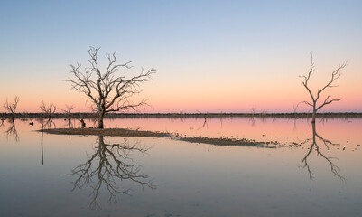 Obraz na płótnie Canvas Lake Pinaroo at sunset with dead trees reflected in the lake, Sturt National Park, Australia. 