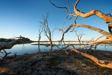Lake Pinaroo in the afternoon with dead trees and reflections over the lake, Sturt National Park, NSW, Outback, Australia