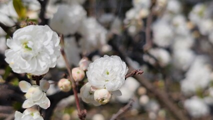 한국의 봄날 여러겹의 꽃잎으로 구성된 흰색 꽃나무 꽃송이 클로즈업