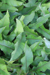 Heliconia Dwarf Jamaican leaf plant on farm