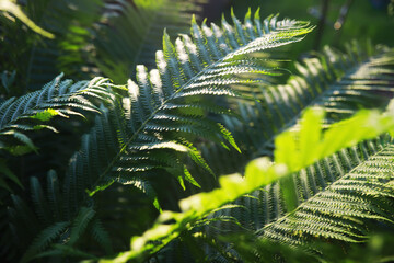 Green Leaves.Nature background. The natural background in the park, with blurred winds, fresh air and coolness.