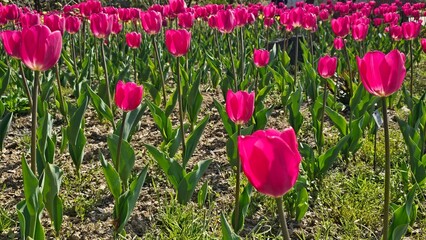 한국의 봄날 서울식물원 튤립