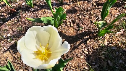 한국의 봄날 서울식물원 튤립