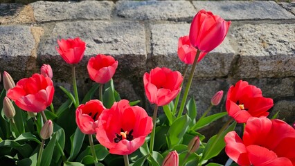 한국의 봄날 서울식물원 튤립