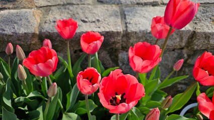 한국의 봄날 서울식물원 튤립