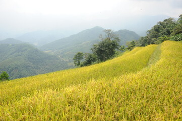 green terraces in Hoang Su Phi, a province in the north of Viet Nam