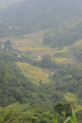 green terraces in Hoang Su Phi, a province in the north of Viet Nam