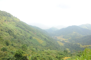 green terraces in Hoang Su Phi, a province in the north of Viet Nam