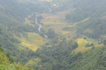 green terraces in Hoang Su Phi, a province in the north of Viet Nam