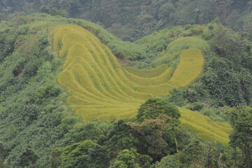 green terraces in Hoang Su Phi, a province in the north of Viet Nam