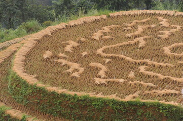 green terraces in Hoang Su Phi, a province in the north of Viet Nam