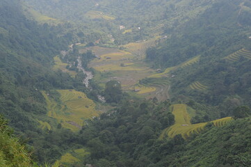 green terraces in Hoang Su Phi, a province in the north of Viet Nam