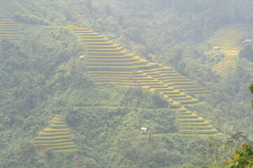 green terraces in Hoang Su Phi, a province in the north of Viet Nam