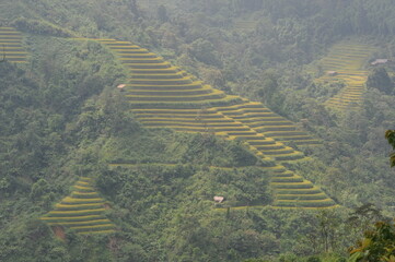 green terraces in Hoang Su Phi, a province in the north of Viet Nam