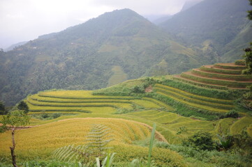 Fototapeta premium the terraces in the north of Viet Nam, Hoang Su Phi