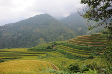 Fototapeta premium the terraces in the north of Viet Nam, Hoang Su Phi