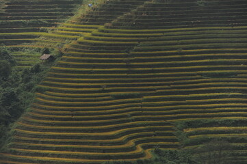 the terraces in the north of Viet Nam, Hoang Su Phi