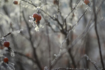 White snow on a bare tree branches on a frosty winter day, close up. Natural background. Selective botanical background.