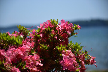 海岸に咲く花