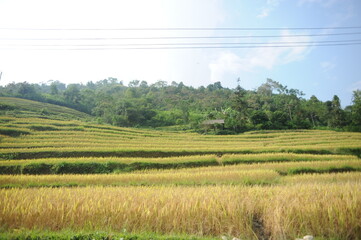 the terraces in the north of Viet Nam, Hoang Su Phi - obrazy, fototapety, plakaty