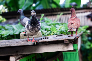 a beautiful pigeon stranding on a roof, pigeon with blur background