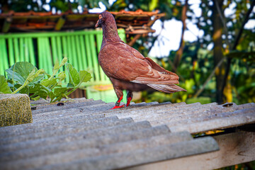 a beautiful pigeon stranding on a roof, pigeon with blur background