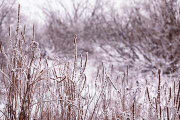 Winter atmospheric landscape with frost-covered dry plants during snowfall. Winter Christmas background