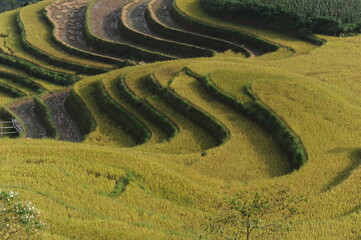 the terraces in the north of Viet Nam, Hoang Su Phi - obrazy, fototapety, plakaty