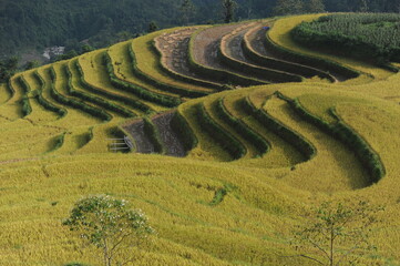 the terraces in the north of Viet Nam, Hoang Su Phi