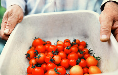 The farmer harvests fresh tomatoes in the greenhouse. Ecological vegetables proper nutrition.