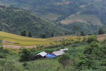 Terrain farm in Hoang Su Phi, the east north of Viet Nam