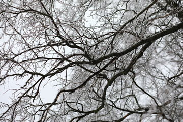 White snow on a bare tree branches on a frosty winter day, close up. Natural background. Selective botanical background.